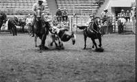 Sam Duvall Steer wrestling