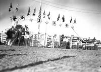 [Unidentified cowboy riding steer in front of chutes]