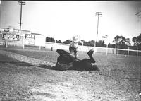 [Cowboy performing with black horse, possibly Black Fox]