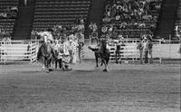 Jake Prawl Steer wrestling