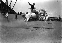 [Unidentified Hatless cowboy riding bronc]