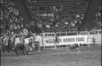 Joe Beaver Calf roping