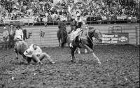 Debbs Phelps Steer wrestling