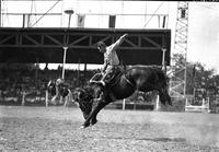 [Unidentified Hatless cowboy riding airborne bronc in front of covered stands]