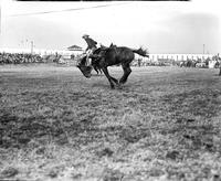 [Myron Gardner is out of saddle onto bronc's neck with his feet still in stirrups]