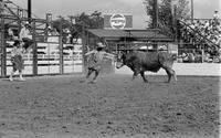 Rodeo clown Leon Coffee Bull fighting