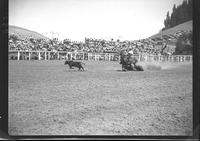 Allen Jesperson calf Roping on Ace