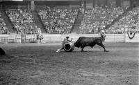 Unidentified Rodeo clown Bull fighting