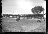 Gordon Davis Calf Roping