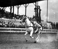 [Unidentified cowboy doing forward tail stand]