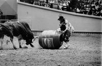 Unidentified Rodeo clowns Bull fighting