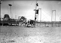 [Unidentified Cowboy hanging under belly of galloping horse; His back to the ground]