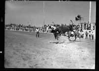 Dell Haverty off June Bug