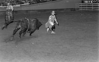 Rodeo clown Leon Coffee Bull fighting