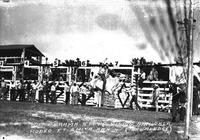 Wild Brahma Steer Riding, Ark. Okla. Rodeo, Ft. Smith, Ark.