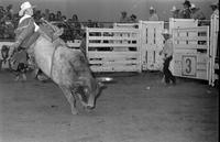 Terry Holland on Bull #111