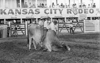 Bull rides, children