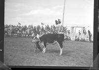 Jerry Gumpert - Calf Scramble