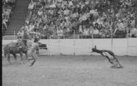 Raymond Hollabaugh Calf roping