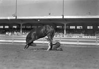 [Unidentified cowboy crouched beneath back legs of bowing horse]