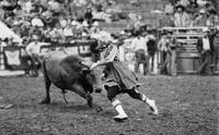 Unidentified Rodeo clown Bull fighting