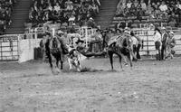 Mark Owen Steer wrestling