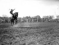 [Unidentified Cowboy with the name "Jim" on chaps maintains his ride on bronc]