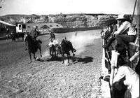 Bulldogging Billings Fair & Rodeo