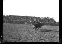 Charlie Shields - Chuck Shepard Team Roping