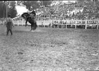 [Unidentified Cowboy with "JW" on his chaps is riding and staying with his rearing mount]