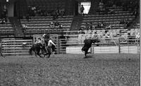 John Rothwell Calf roping