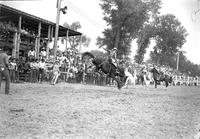 [Unidentified Cowboy riding bronc]