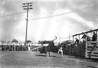 [Unidentified cowboy leaving bull]