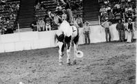 Jimmy Fussell on Indian Paint
