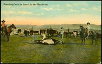 Branding Cattle in Corral in the Northwest