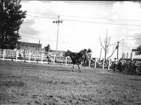 [Unidentified Cowboy barely hanging on as bronc attempts to unseat him]