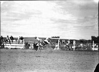 [Unidentified Cowboy riding bareback bronc]