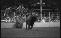 Rodeo clown Skipper Voss Bull fighting