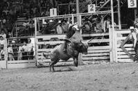Shawn Legpos on Bull #44