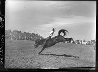 Bill Boag on Whirlaway