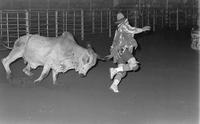 Rodeo clown Miles Hare Bull fighting