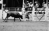 Rodeo clown Leon Coffee Bull fighting