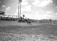 [Unidentified calf roper dismounted in front of chutes]