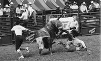 Lane Frost on Bull #P76