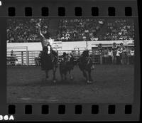 Paul Hughes Steer wrestling