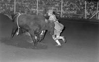 Unidentified Rodeo clowns Bull fighting
