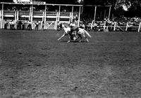 [Unidentified Cowgirl hanging under the belly of the horse, back to ground head toward rear]