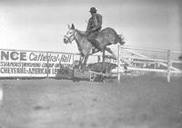 [Unidentified rodeo clown riding and jumping mule over wheelbarrow]