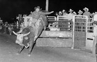 Randy Magers on Bull #1