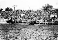 [Unidentified calf roper leaving horse]